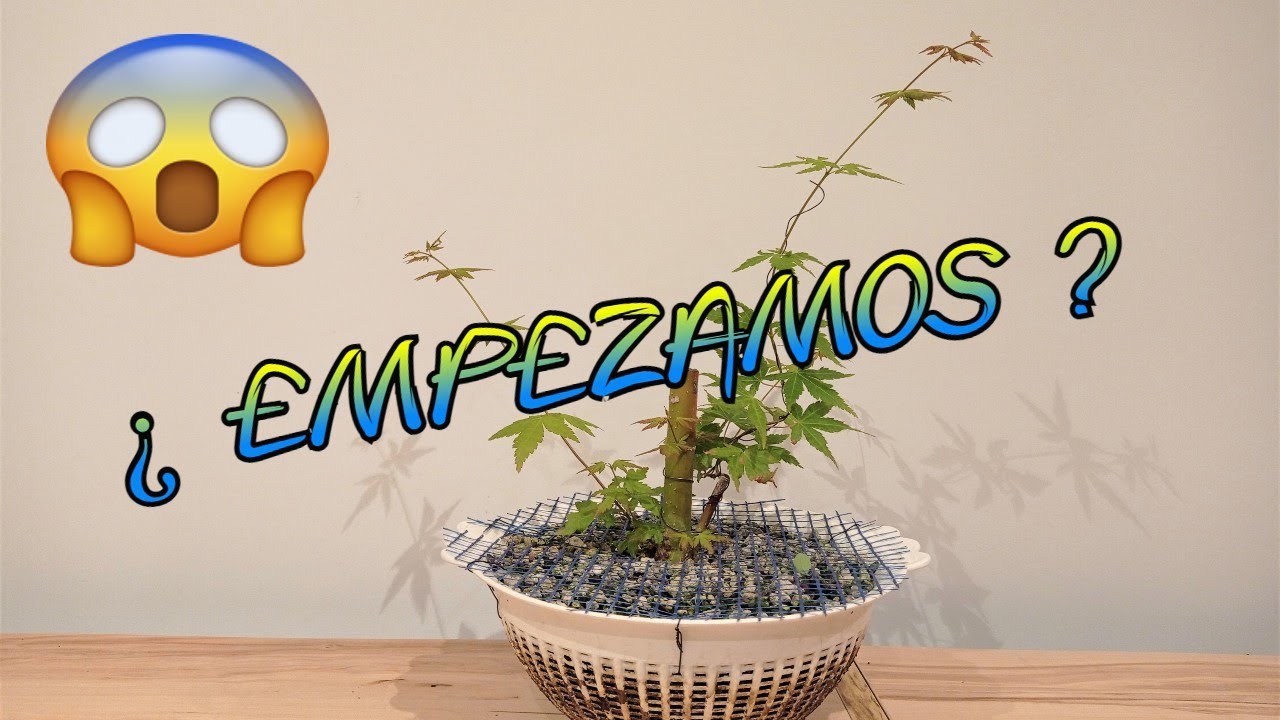 Acer Palmatum - Creando un nuevo árbol desde la base.