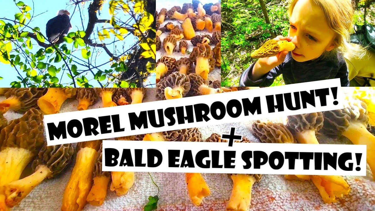 MOREL Mushroom Hunt - Forest Food Foraging Tips, and BALD EAGLE sighting!! Michigan, 4K Video