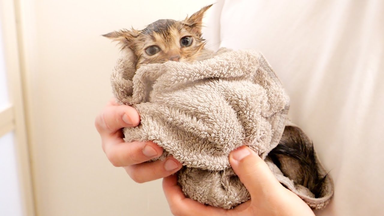 When a daddy cat saw a daughter who became completely different kitten!