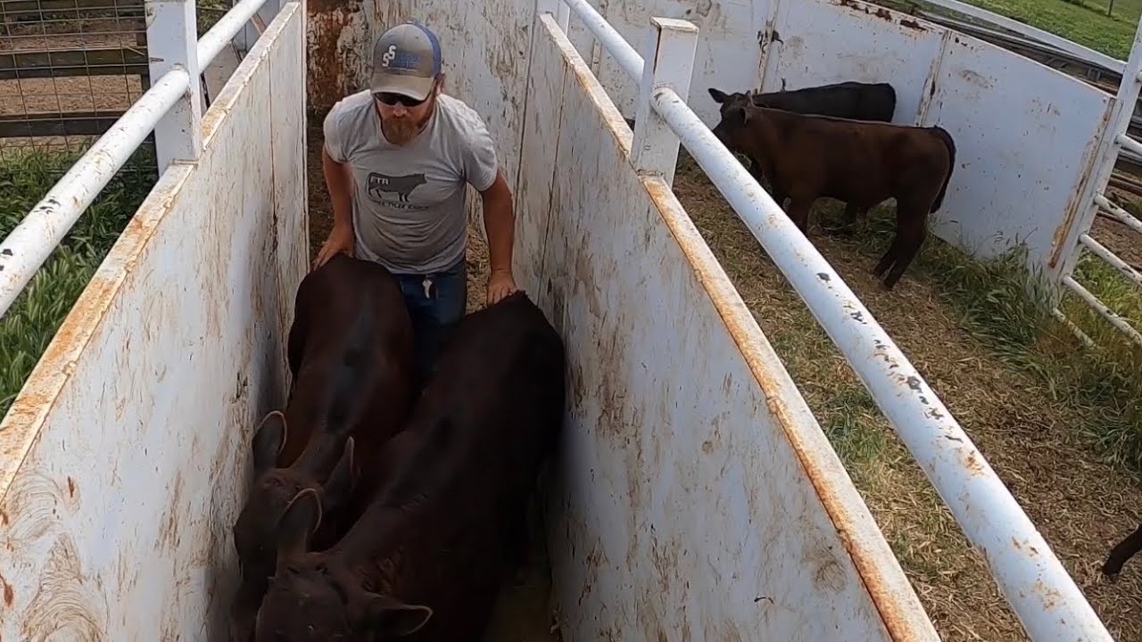 Spring Vaccinations and Calf Castrations, The Cows Come Home!