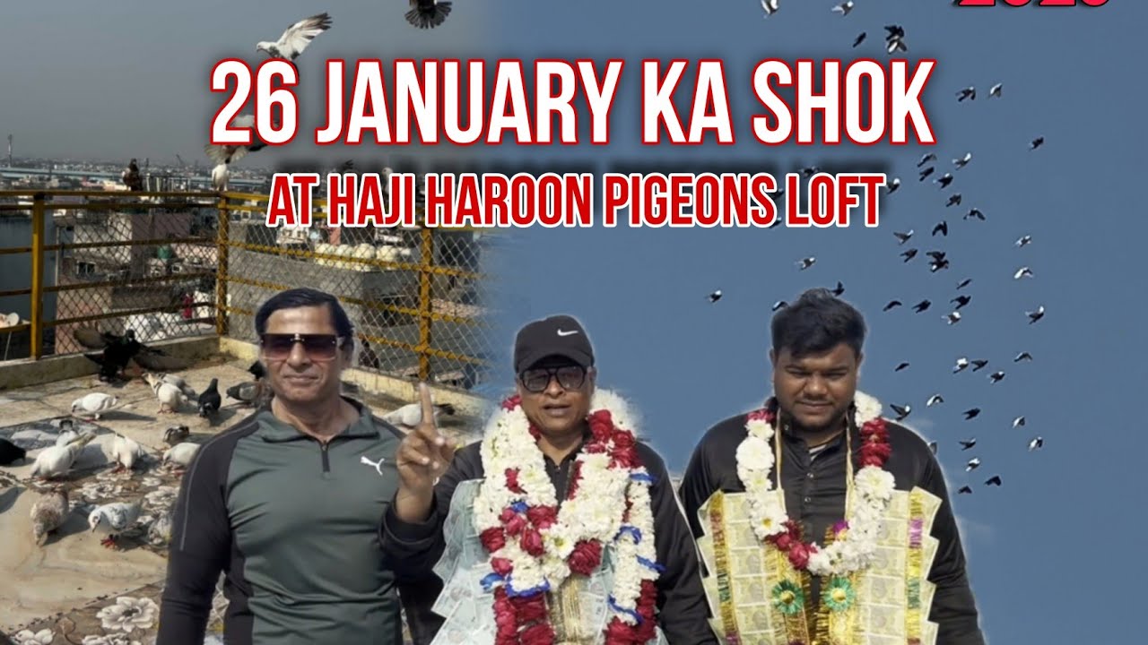 Hamzah Bhai ka shok at Haji Haroon Pigeon loft Delhi kabooterbazi on 26 january 2026 | M D Birds