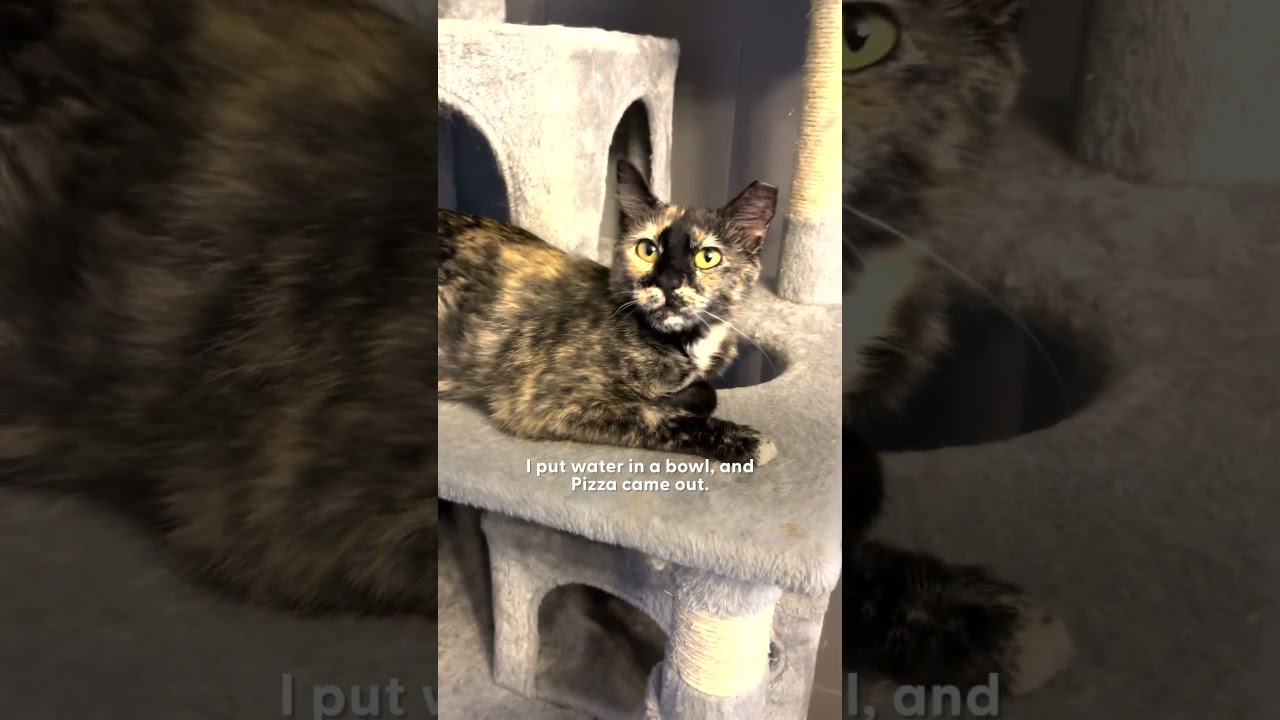 Pregnant Feral Cat Falls In Love With Foster Mom's Cat | The Dodo