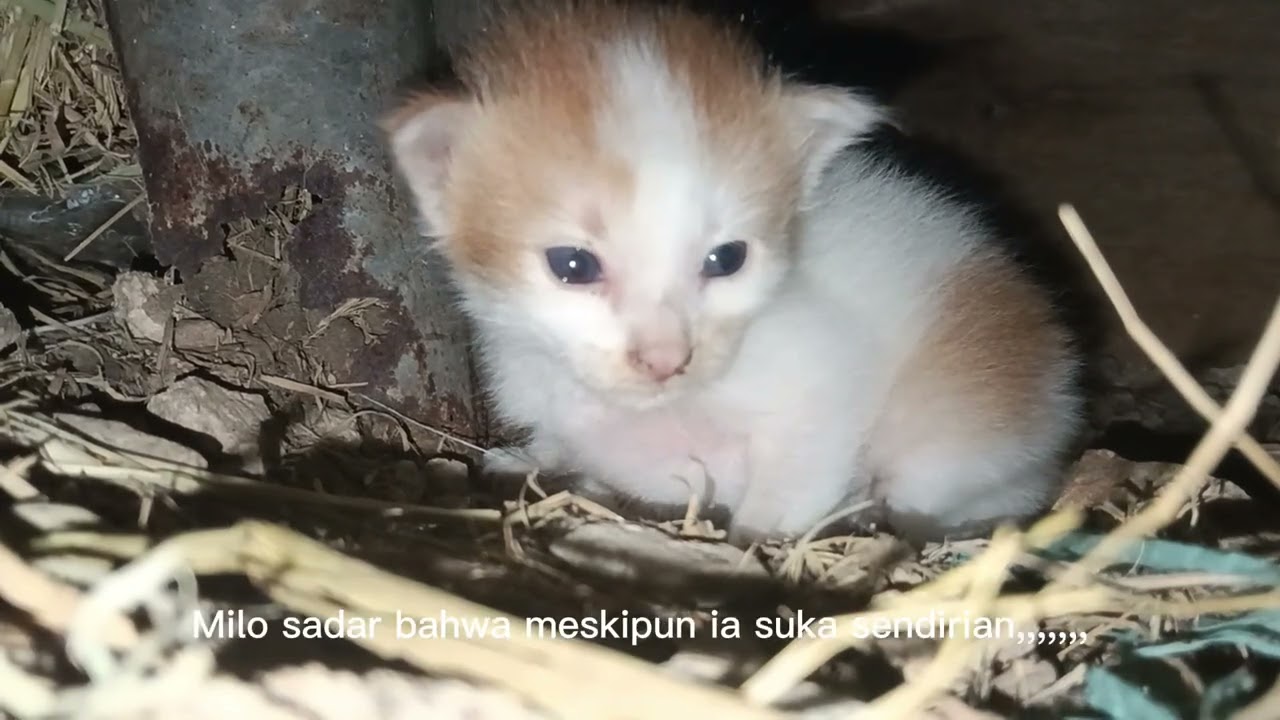 Milo dan petualangannya 