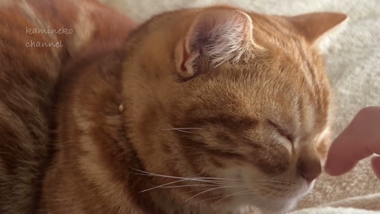 【すやすやぴぃ】ろんぐ・ばーじょん #猫のいる生活 #スコティッシュストレート #茶トラ #cat #catlife 