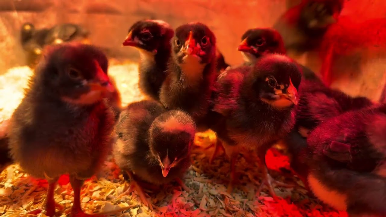 Barred Plymouth Rock chicks moving around this morning