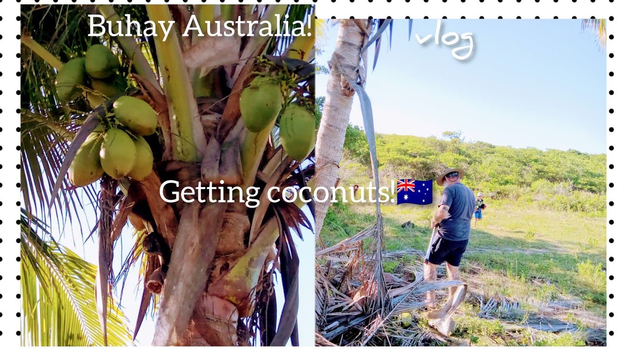 Vlogmas: Getting coconuts in the bush | Marjpitsonvlogs 💗🇦🇺