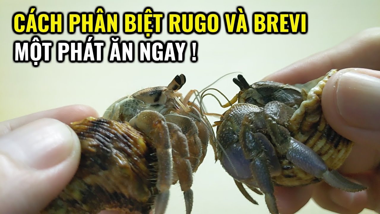 Cách Phân Biệt Rugo Và Brevi l Phân biệt ốc mượn hồn Rugosus vs Brevimanus