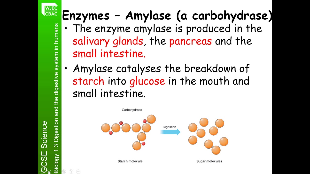 Science Biology Year 10 B1.3 Revision video   topic overview