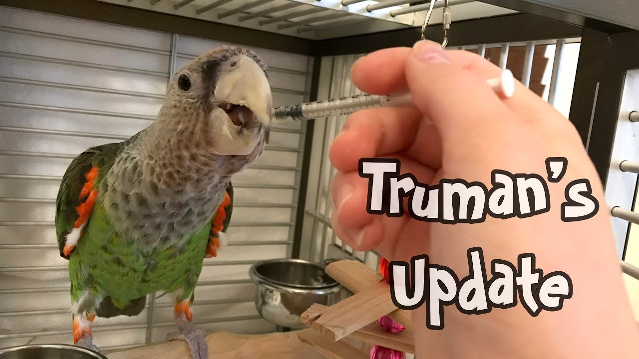 Truman Cape Parrot's Condition Detailed Health Update