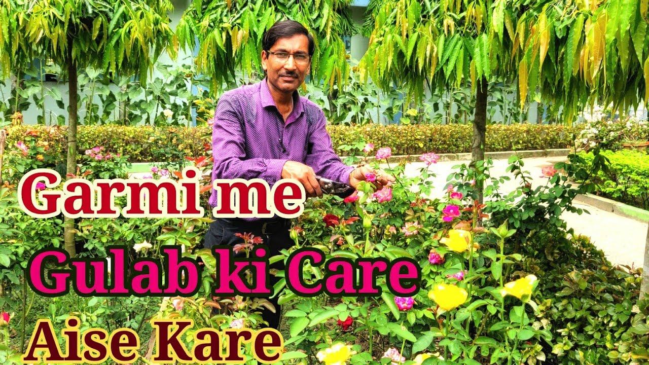 गरमी के दिनों मे गुलाब की देखभाल कैसे करें । Caring of Roses in Summer