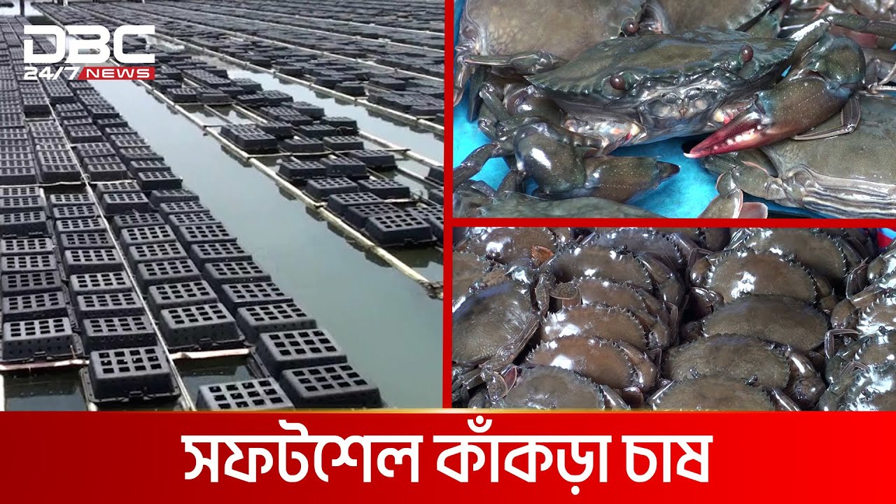 কাঁকড়া চাষে আধুনিক পদ্ধতি | DBC NEWS Special