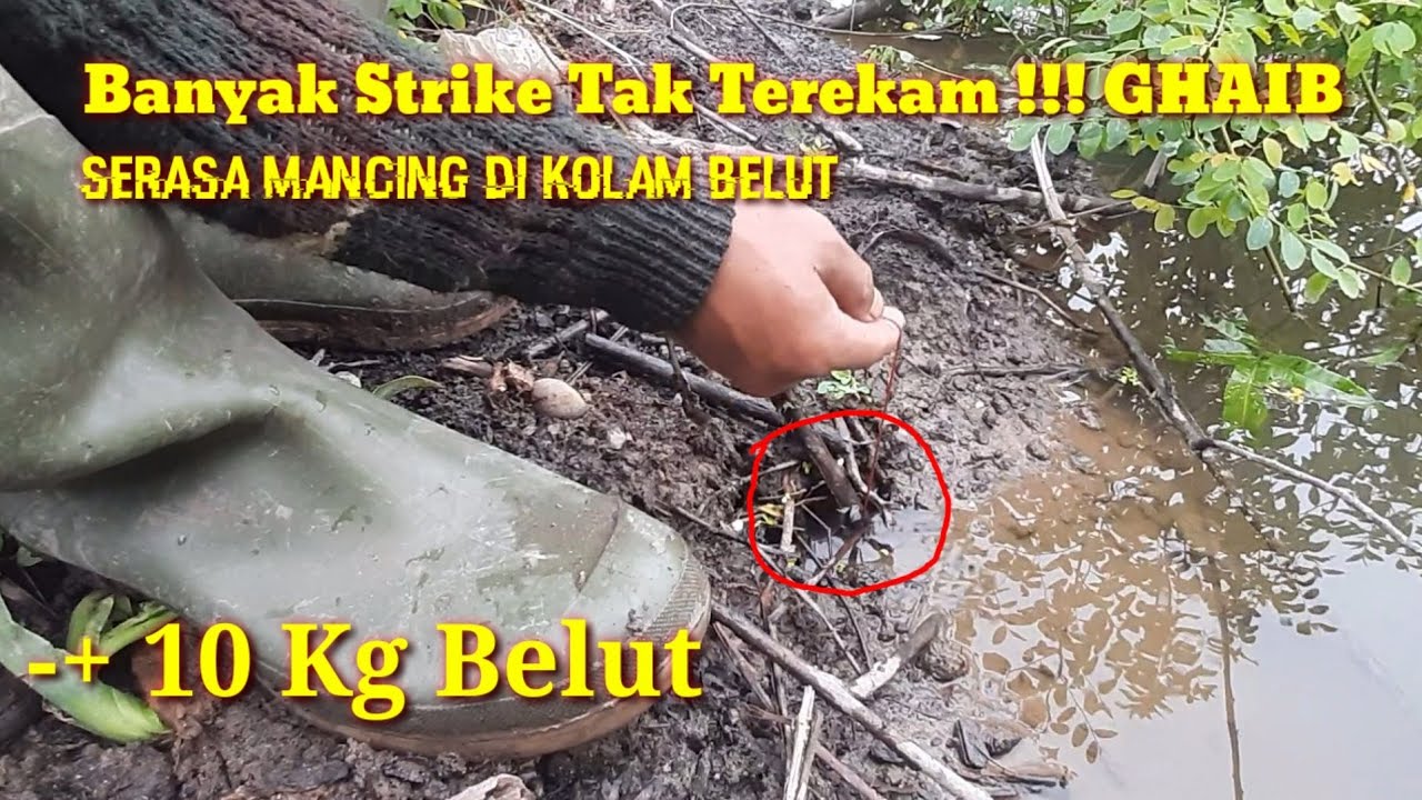 Rekor Terbaru !!!  Mancing Belut Rawa Dan Sungai Kalimantan | Belut Monster Segede Stang Motor Moge