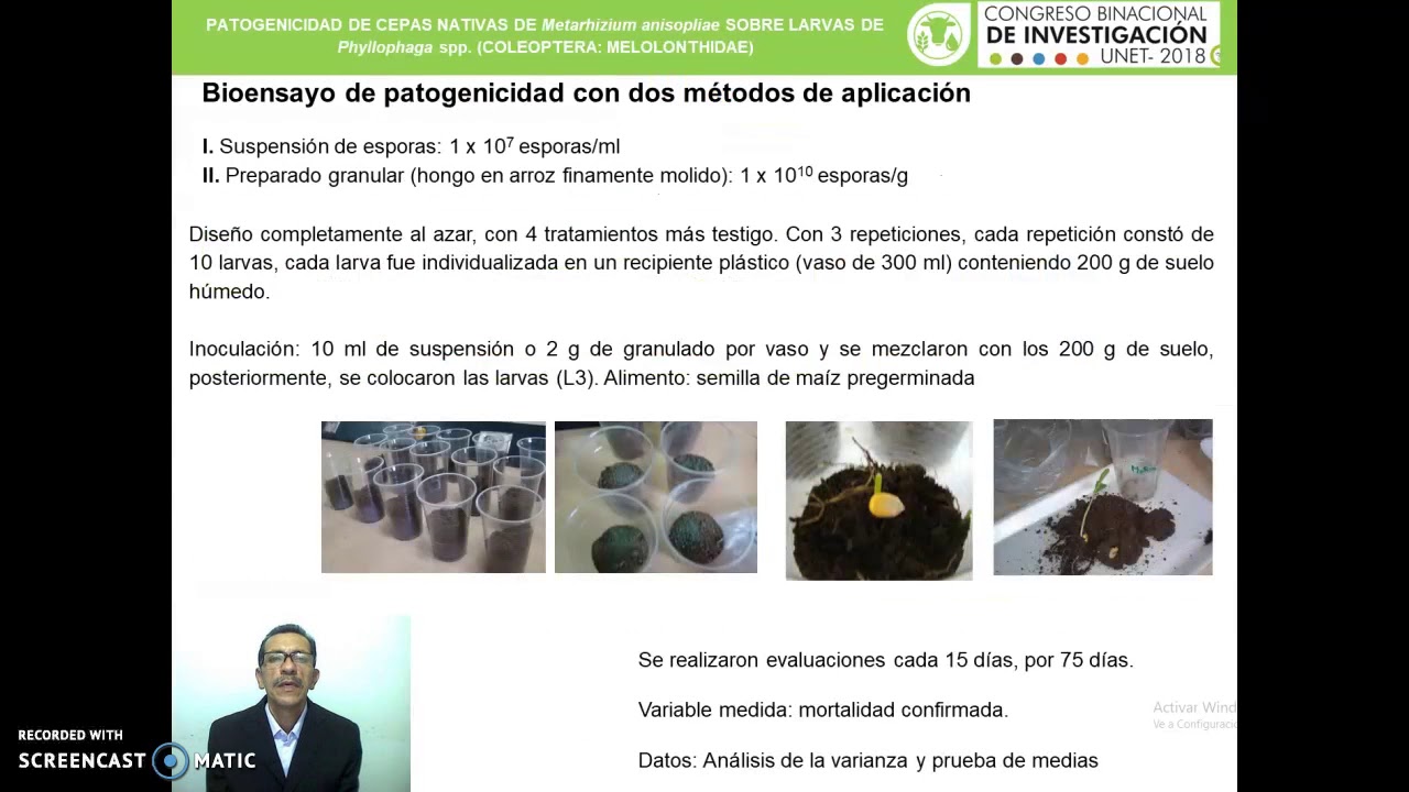 R153 Patogenicidad de Metarhizium en Phyllophaga