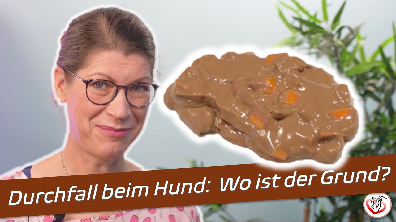 Durchfall beim Hund: Wir finden den Problemdarm!