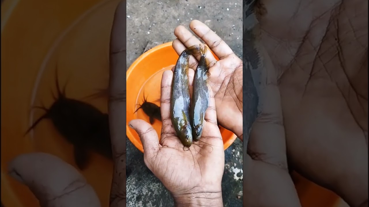 How to Identify Indian Catfish, Boal Fish & Stinging Catfish | Fish Identification Guide
