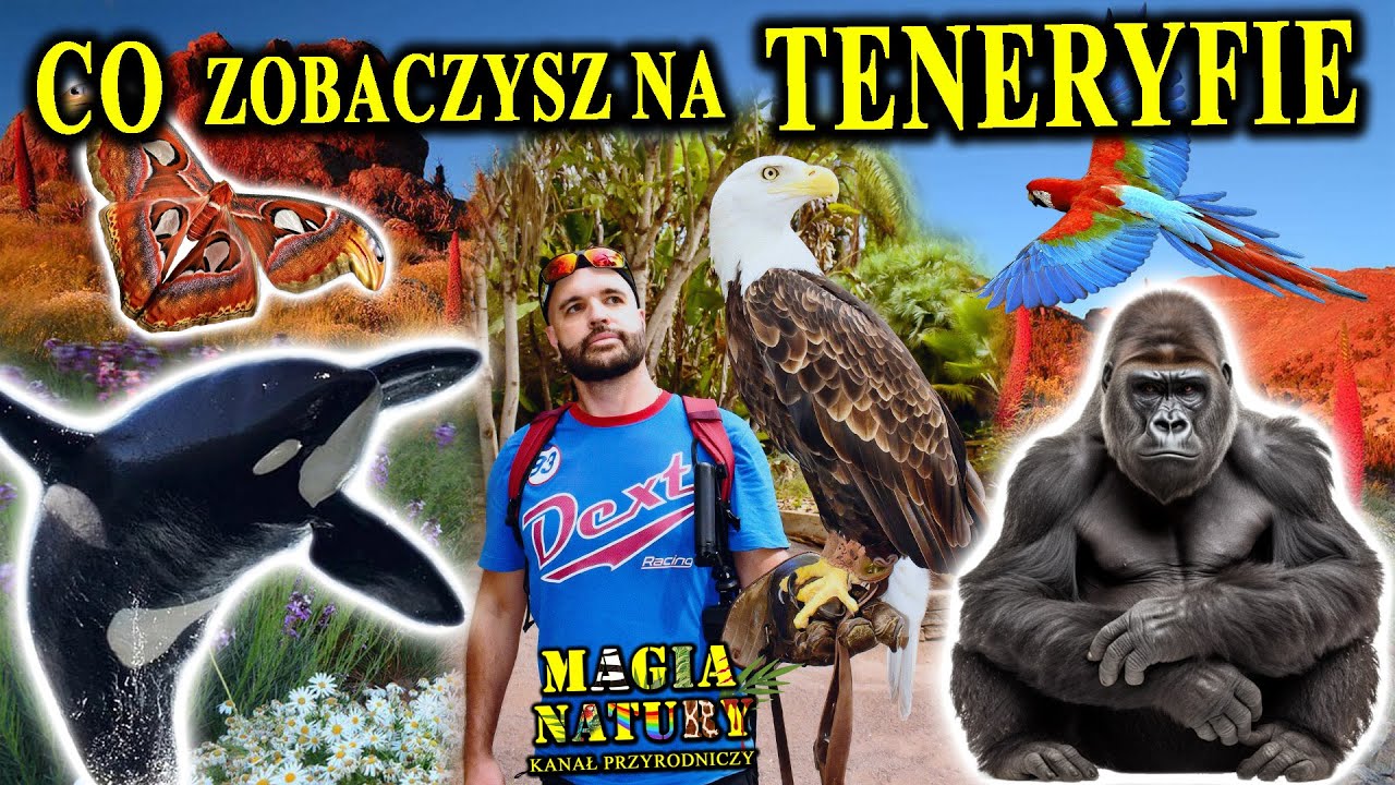 Zabójcze Orki, Papugi, Goryle - TENERYFA - Przyrodnicze Atrakcje Wyspy