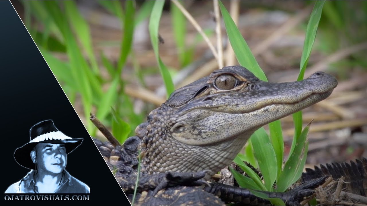 Alligator Mother Protecting Hatchlings 01