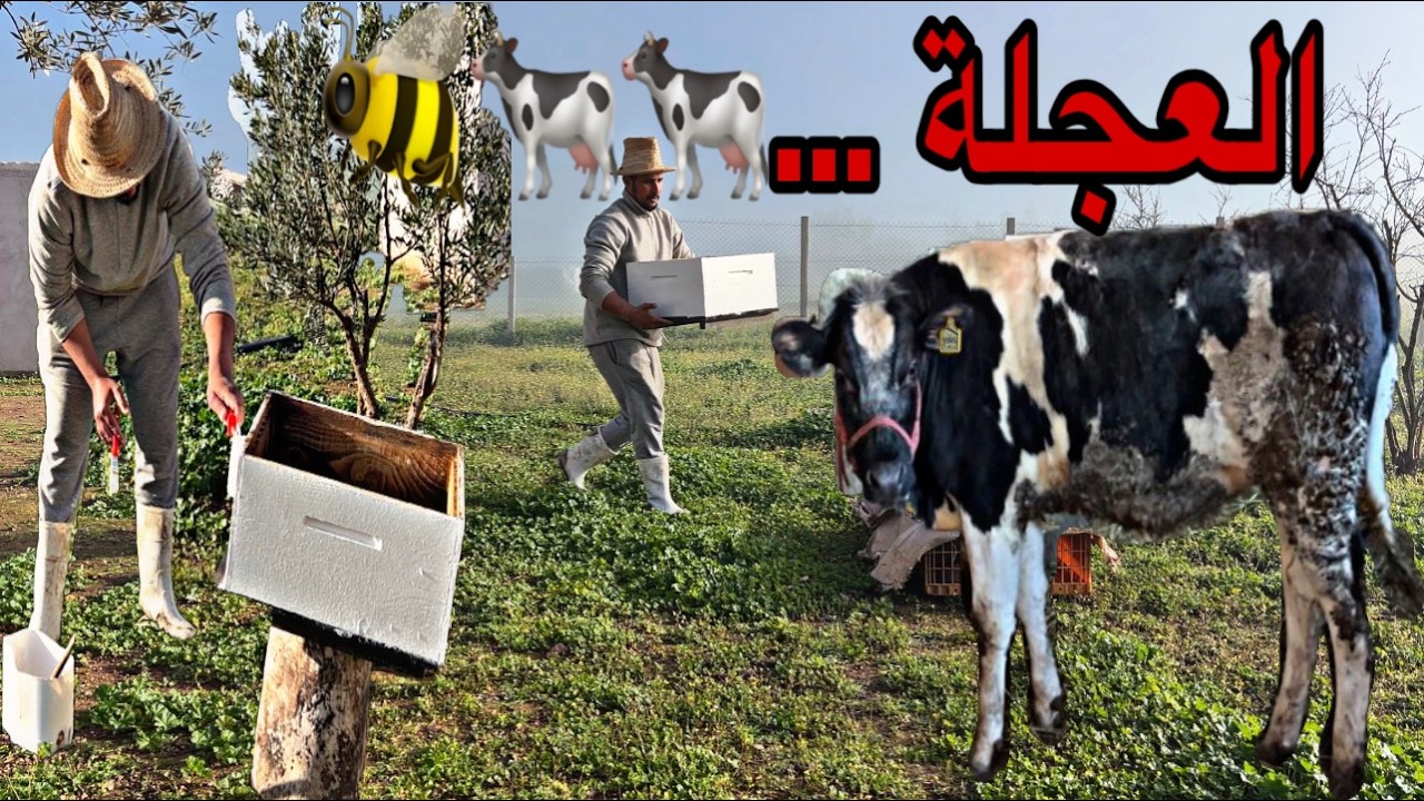 أخير ليلة عند العجلة شنو غادي ندير معها، صبغت صناديق النحل أجواء البادية ماشاءالله