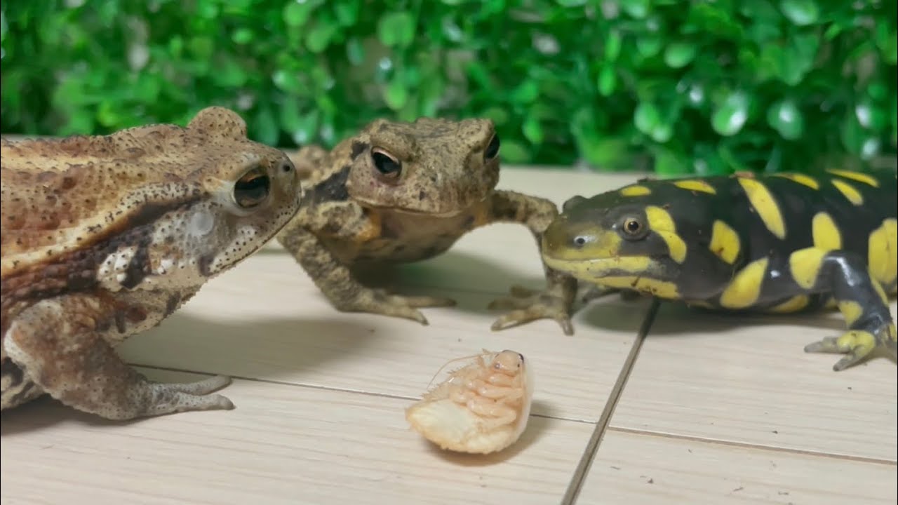 Naughty toad and salamander meal.  Tiger salamander, Miyako toad, Japanese stream toad.