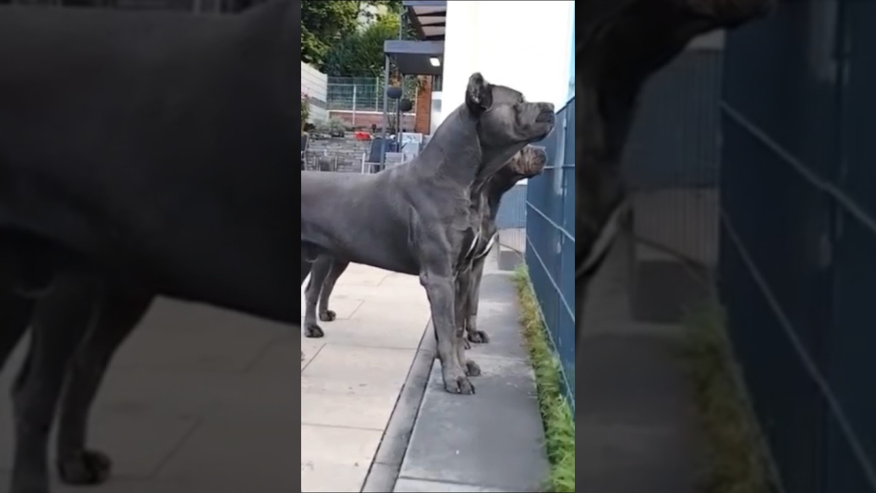 Omg 😱 why ??//cane corso attack #shorts #short #viralshort #canecorso #presacanario #trendingshorts