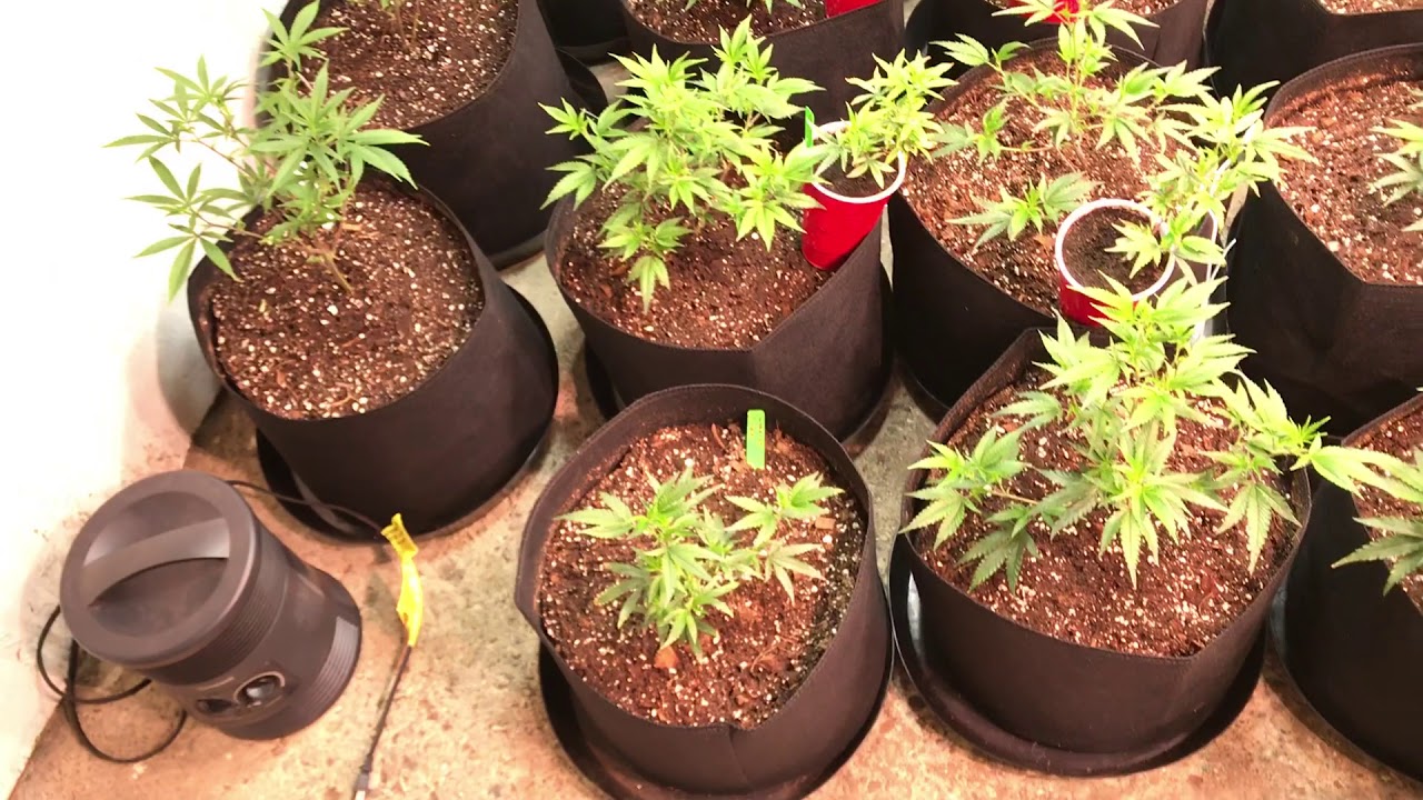 Grow room build out