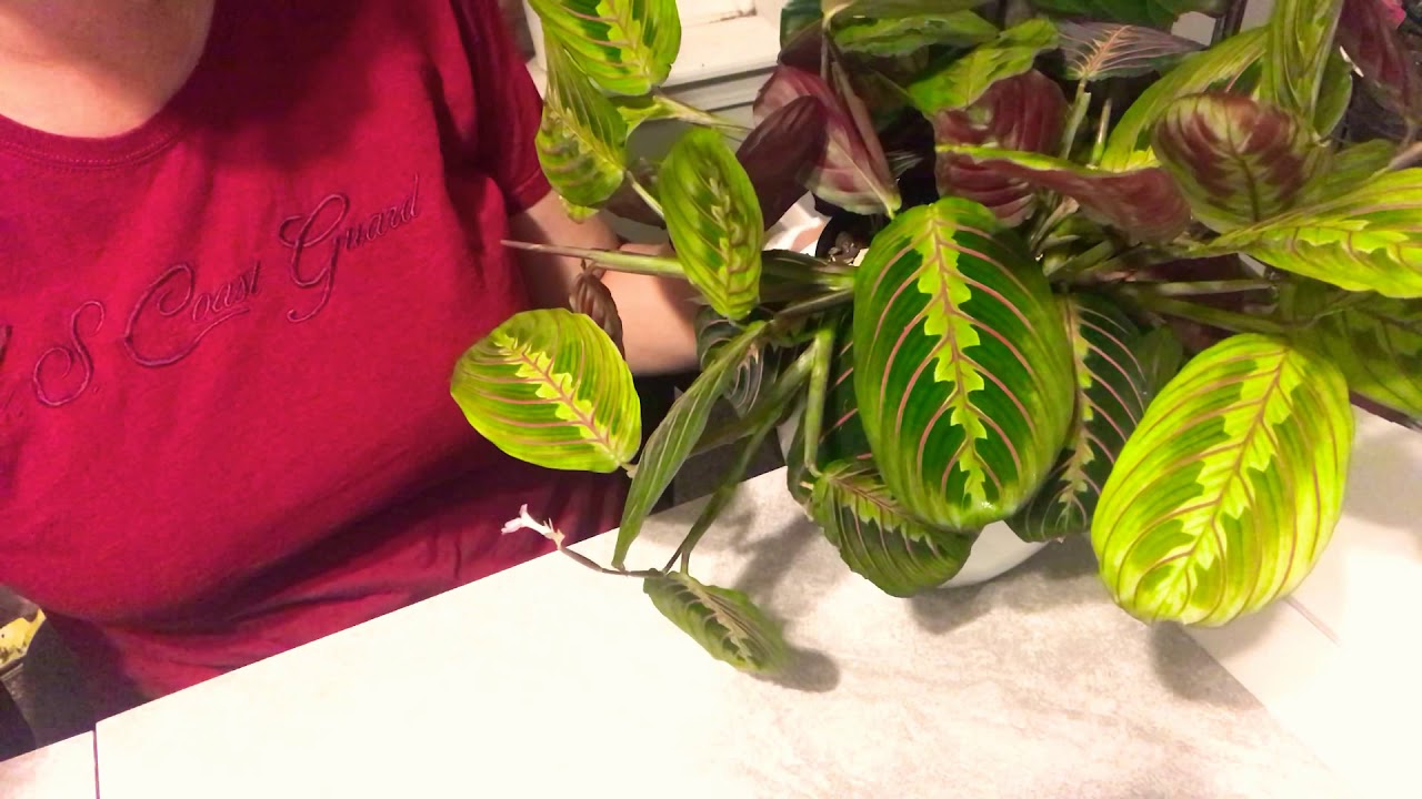CUiDADOS  DE MARANTA LEUCONEURA O PLANTA DE LA ORACIÓN Corazón verde 💚