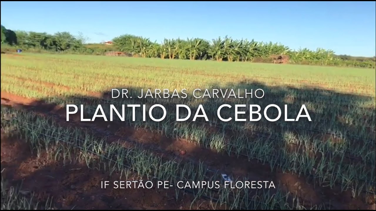 Cultura da Cebola 3 -Plantio