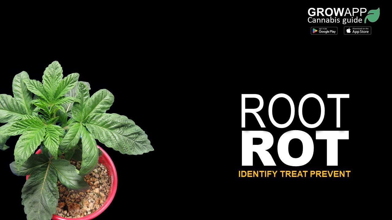 Root Rot | How to identify, treat, and prevent Root Rot on cannabis plants