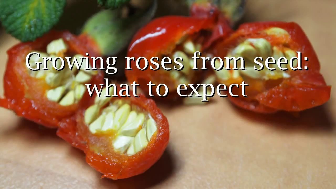 Growing roses from seed: what to expect