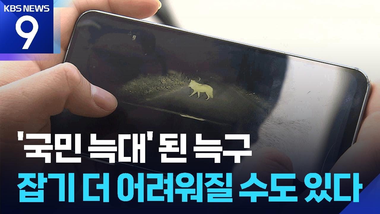 대한민국은 &lsquo;늑구&rsquo; 열풍&hellip;트랩에 접근하는 건 금물 ​[9시 뉴스] / KBS  2026.04.15.