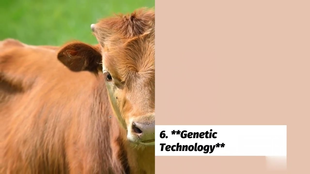 Maximizing Efficiency: Technology in Livestock Management