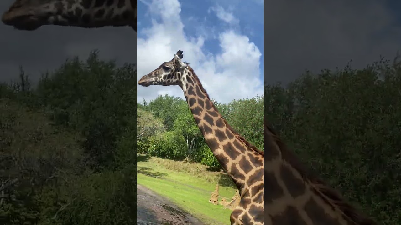Harambe Africa Safari Ride-Disney Animal Kingdom