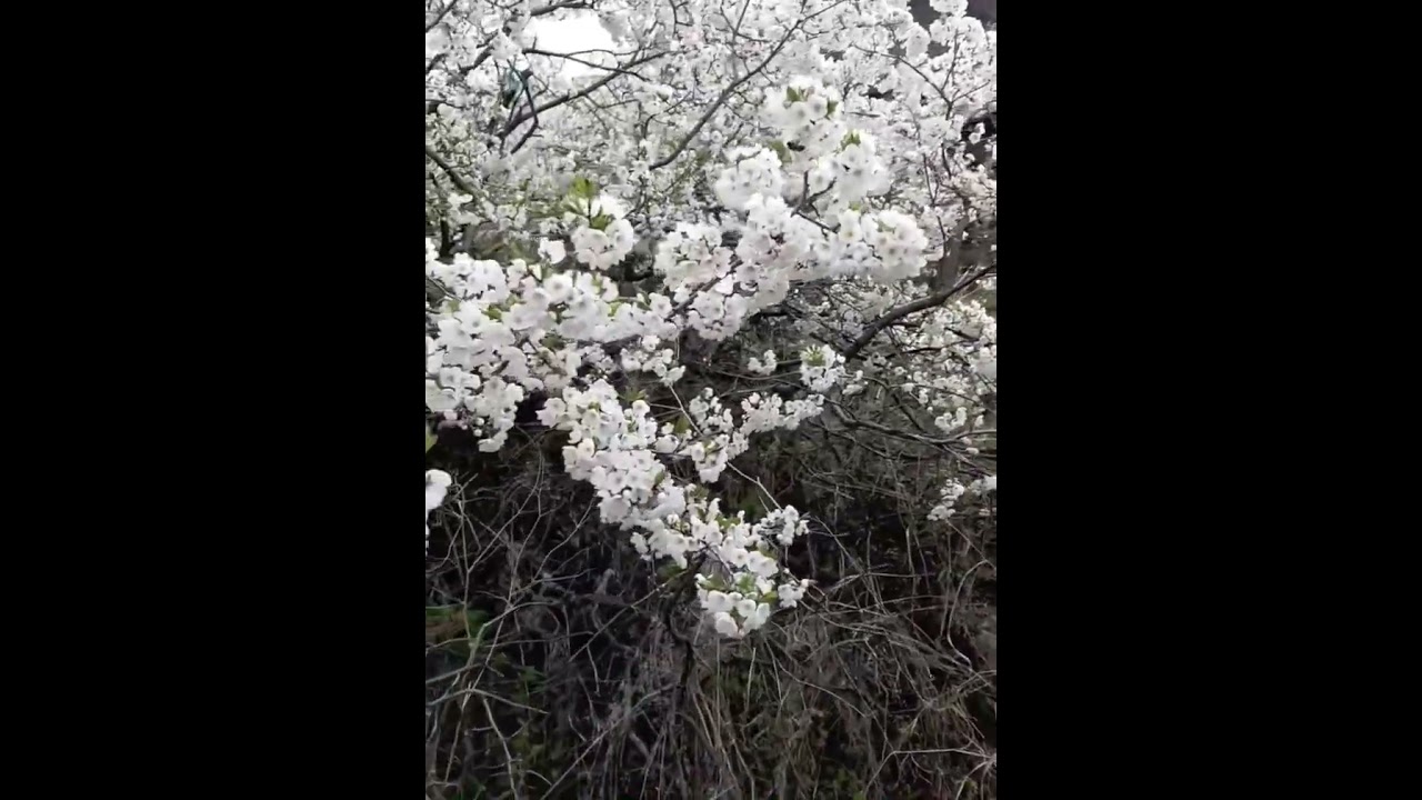 KOYUNÖREN KÖYÜ /NARMAN