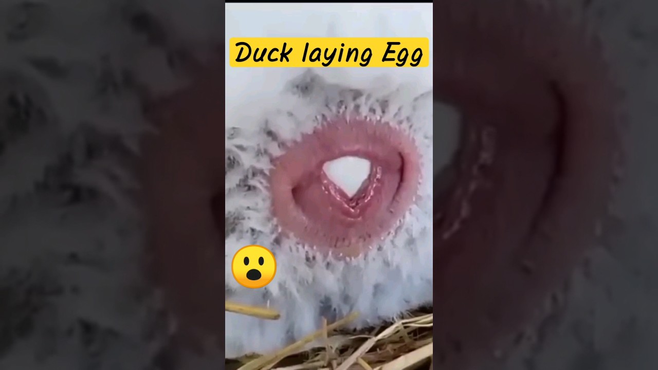 🦆Duck Laying an Egg🥚#shorts #duck