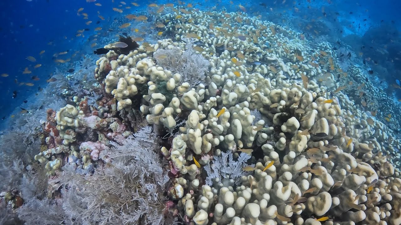Yeben Sea Mount scuba dive at Cove Eco Resort in Raja December 29, 2025