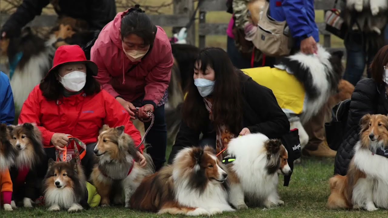 RoughCollie：ラフコリー山中湖オフ会inWoof20220414