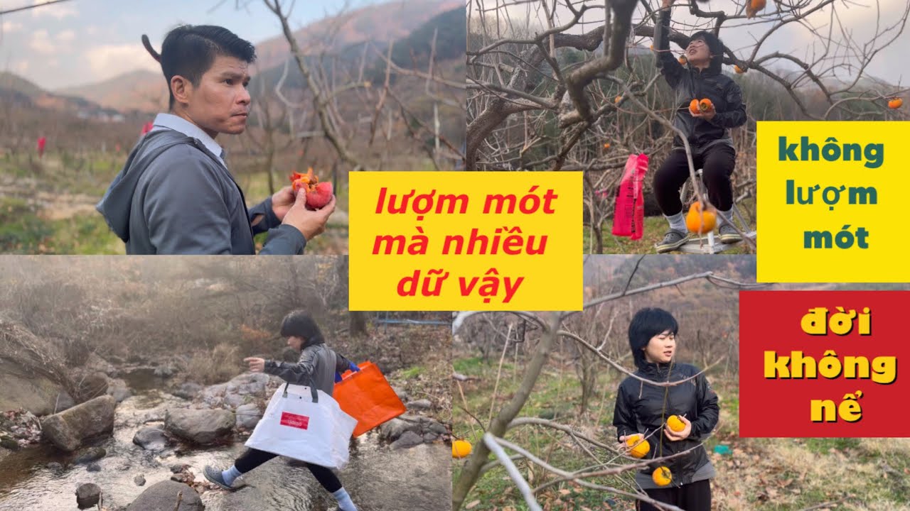 Dẫn anh trai đi lượm mót Hồng ở Hàn Quốc
