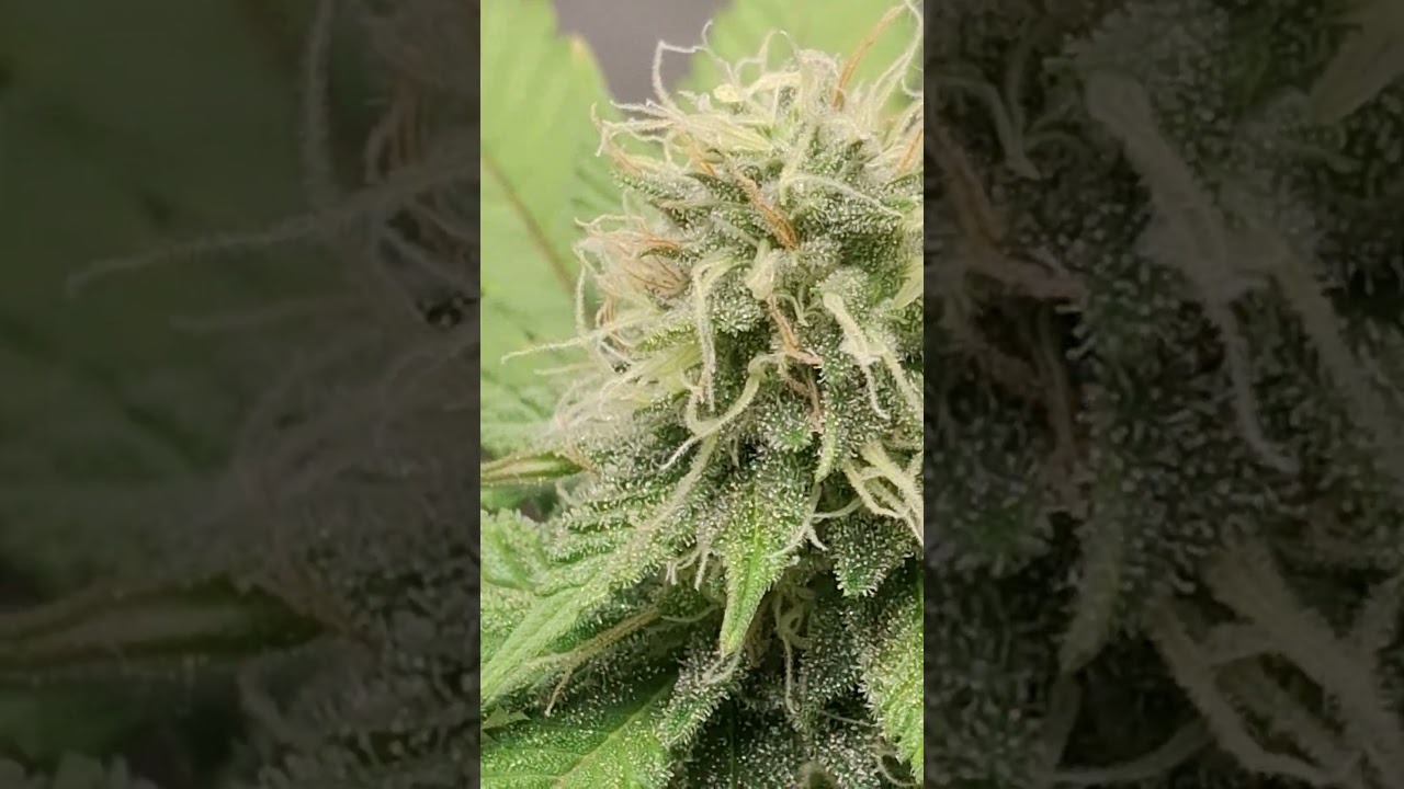 707 Headband 50days in flowering 💐