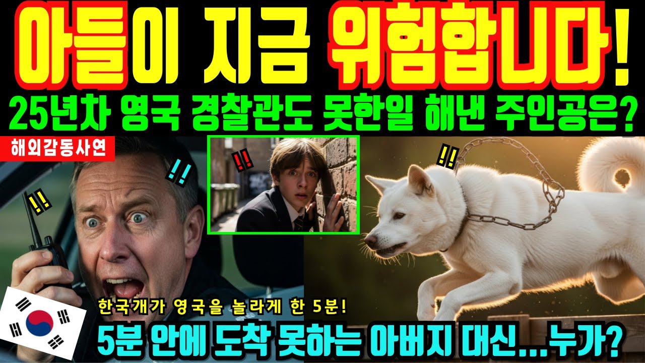 [해외감동사연]한국 진돗개,  영국소년 공격하는 충격적 핏불과 진돗개 싸움. 해외반응