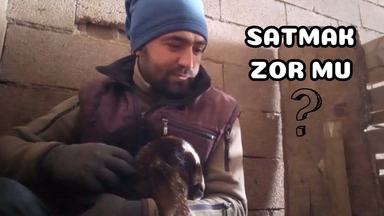 KEÇİ SÜTÜ, PEYNİRİ VE ETİ ZOR MU SATILIYOR ?