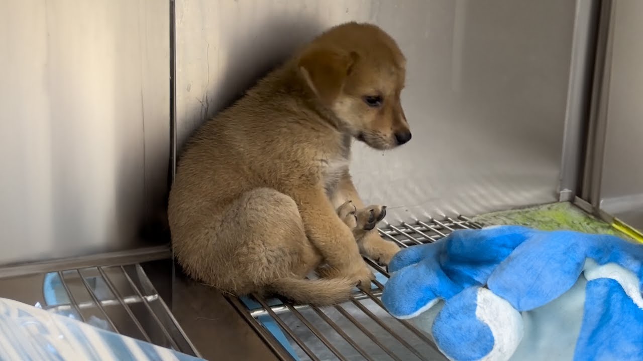 Fearing being abandoned again, puppy refuses to go outside after being brought home