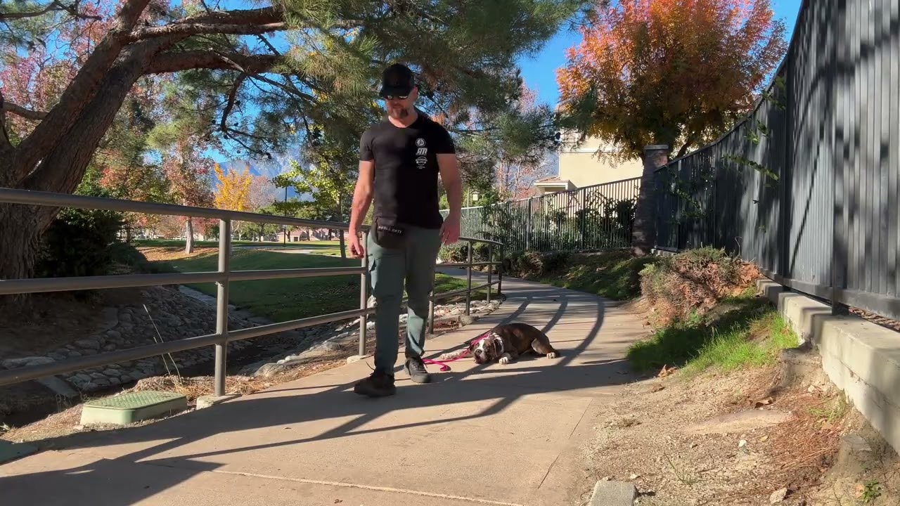 Harlie the Boxer - Week 2 Board and Train