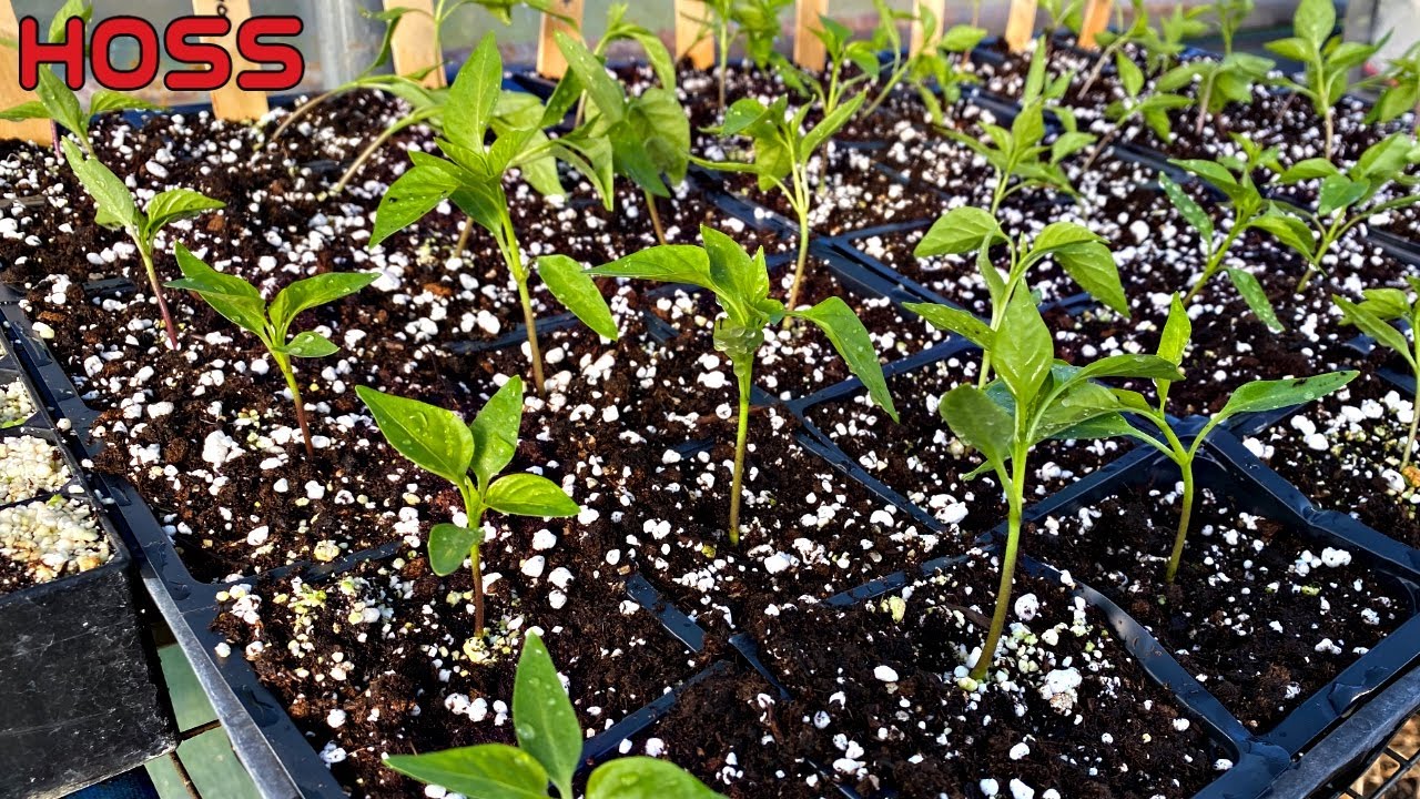 These are the FASTEST GROWING PEPPERS we've ever seen!