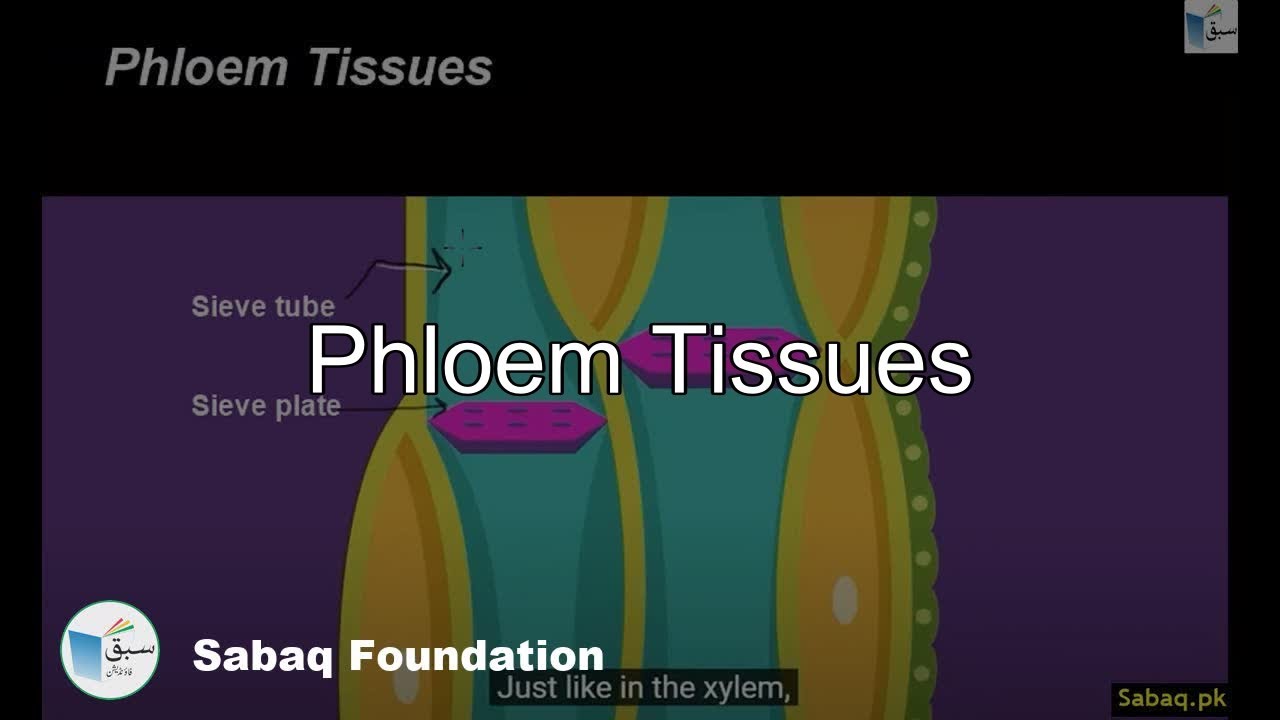Plant Tissues: Phloem Tissues, Biology Lecture | Sabaq.pk