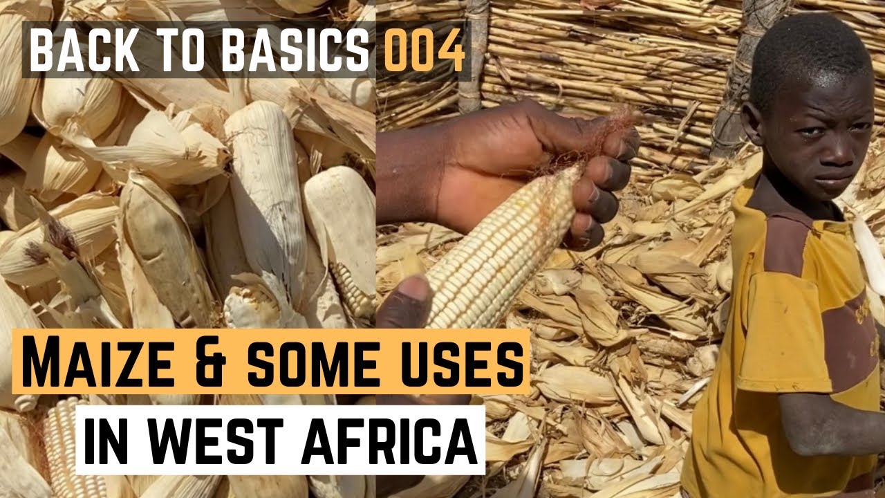 Brief Background History of Maize in West Africa | Maize/Corn Uses In Benin | Back to Basics | 004
