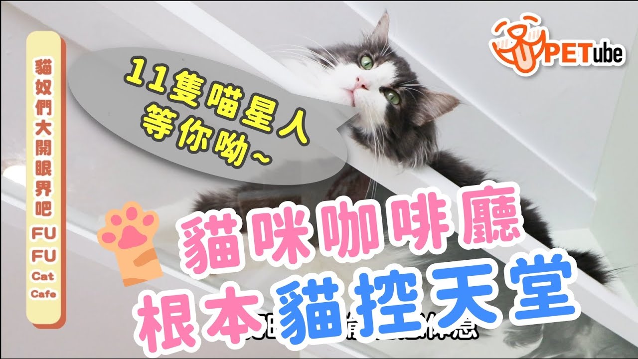 【🎥#哈寵PETube】 第132集 貓奴們大開眼界吧! feat. FUFU Cat Cafe