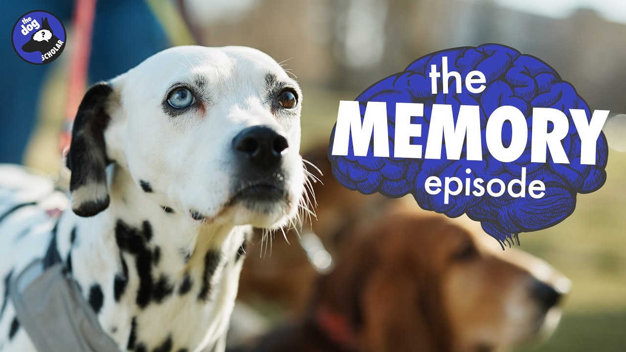 How much do dogs remember? The science of dog memory