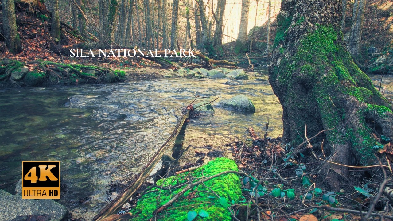 4K 🏔️ Gentle Mountain River | Sila National Park Water Sounds | White Noise for Sleep & Focus