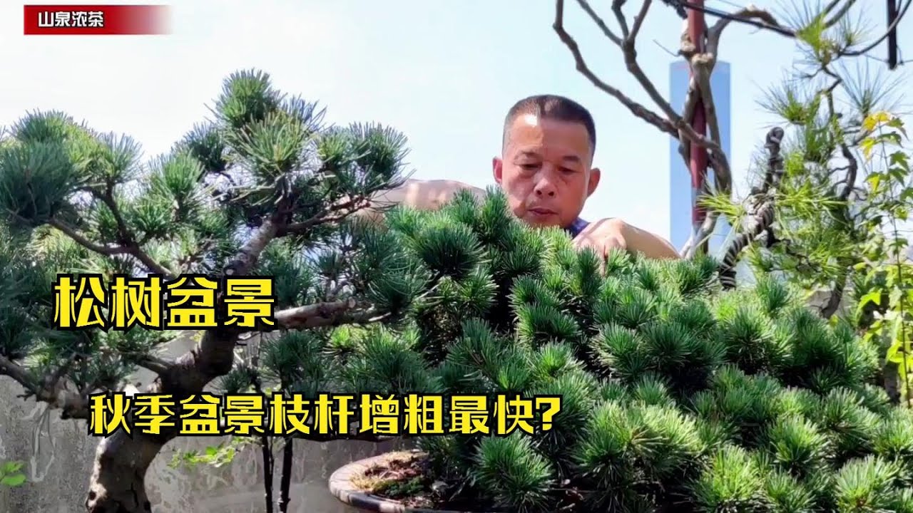 Reasons for the slow growth of pine bonsai松ぼんさいの成長の遅さと成形の主な問題は何ですか松樹盆景生長成型慢的原因