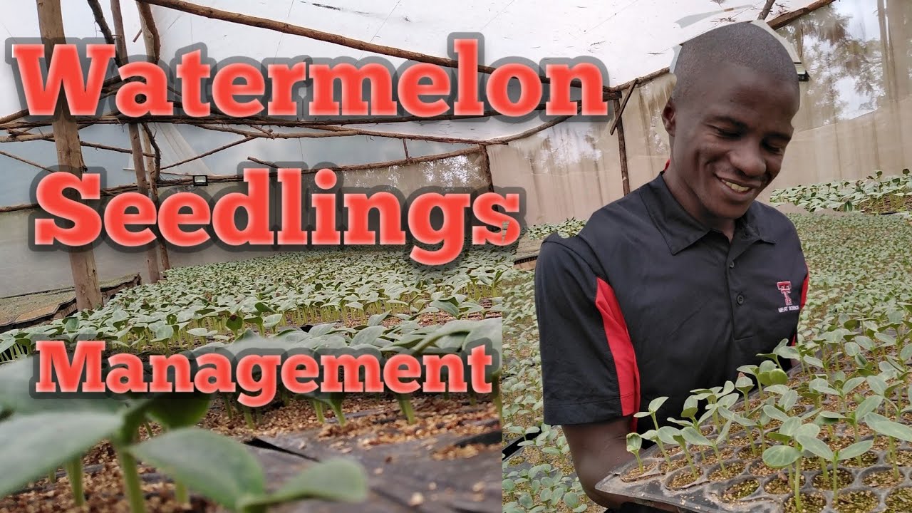 How to manage Young watermelon seedlings in the Nursery